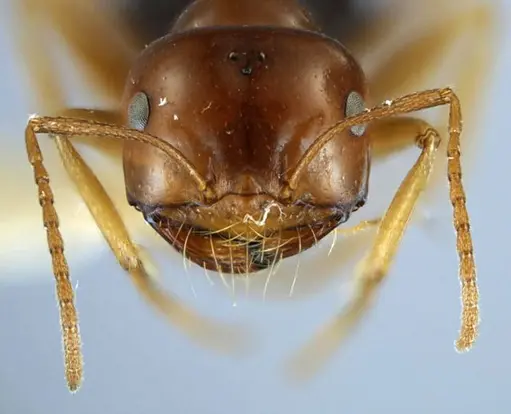 Anonychomyrma itinerans - ANTWEB1038575