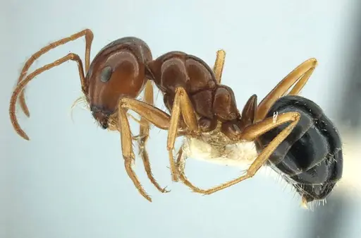 Anonychomyrma itinerans - ANTWEB1038575