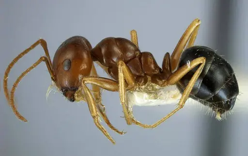 Anonychomyrma itinerans - ANTWEB1038575