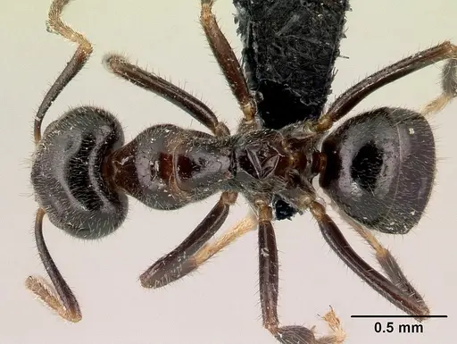 Anonychomyrma itinerans - CASENT0009959