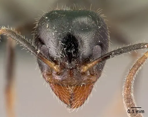 Anonychomyrma itinerans - CASENT0009959