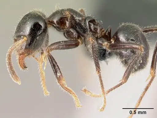 Anonychomyrma itinerans - CASENT0009959