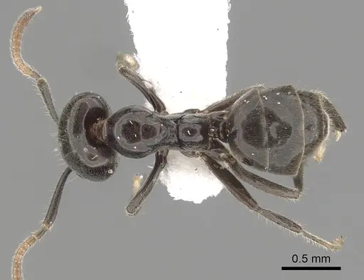 Anonychomyrma itinerans - CASENT0249512