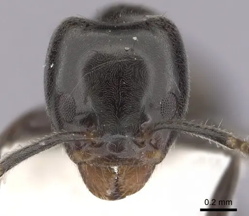 Anonychomyrma itinerans - CASENT0249512