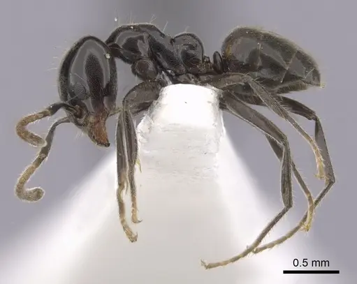 Anonychomyrma itinerans - CASENT0249512