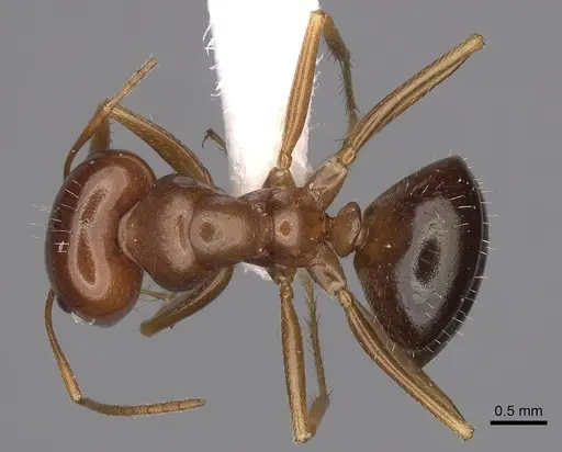 Anonychomyrma itinerans - CASENT0280482