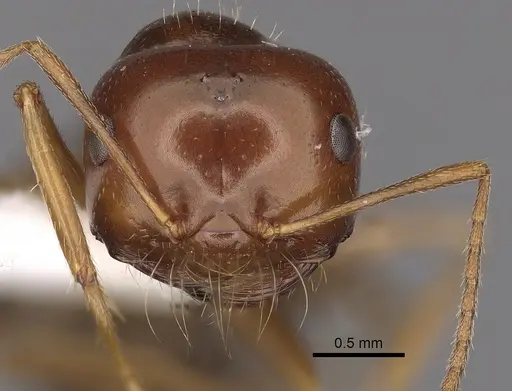 Anonychomyrma itinerans - CASENT0280482