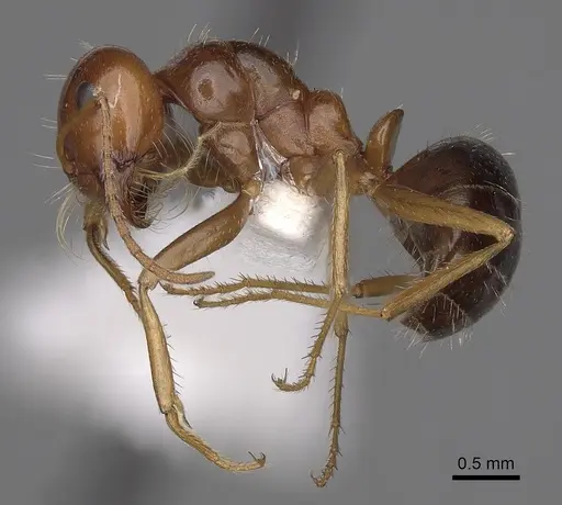 Anonychomyrma itinerans - CASENT0280482