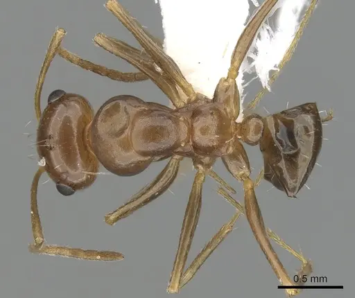 Anonychomyrma itinerans - CASENT0280483