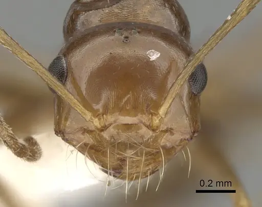 Anonychomyrma itinerans - CASENT0280483