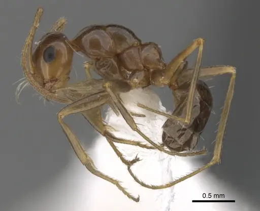 Anonychomyrma itinerans - CASENT0280483