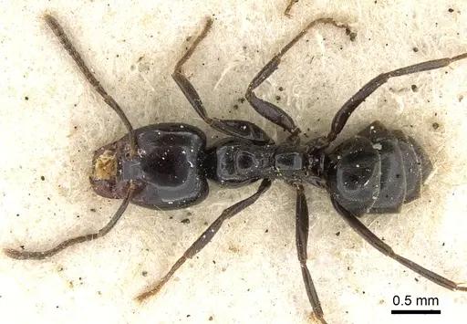 Anonychomyrma itinerans - CASENT0902994