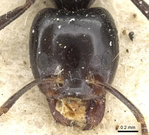 Anonychomyrma itinerans - CASENT0902994