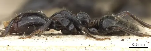 Anonychomyrma itinerans - CASENT0902994