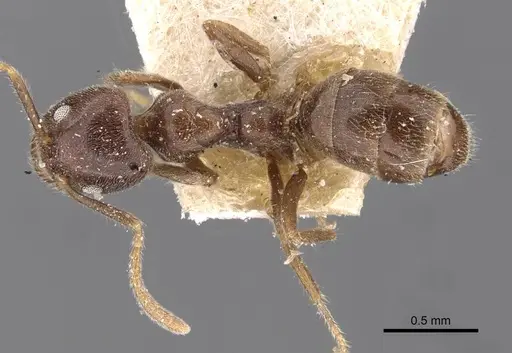 Anonychomyrma itinerans - CASENT0909541