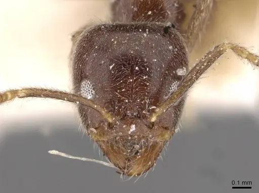 Anonychomyrma itinerans - CASENT0909541