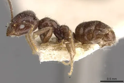 Anonychomyrma itinerans - CASENT0909541