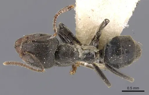 Anonychomyrma itinerans - CASENT0909542