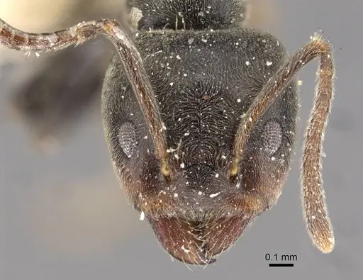 Anonychomyrma itinerans - CASENT0909542