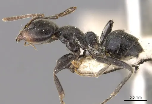 Anonychomyrma itinerans - CASENT0909542