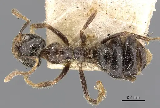 Anonychomyrma itinerans - CASENT0909544