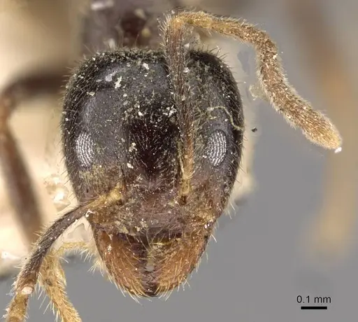 Anonychomyrma itinerans - CASENT0909544