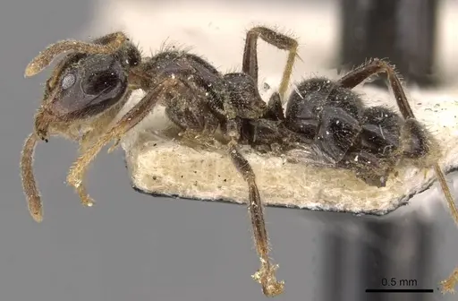 Anonychomyrma itinerans - CASENT0909544