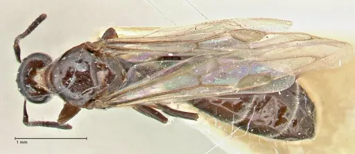 Anonychomyrma itinerans - FOCOL2830