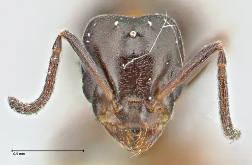 Anonychomyrma itinerans - FOCOL2830