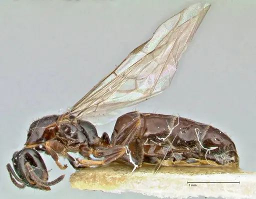 Anonychomyrma itinerans - FOCOL2830