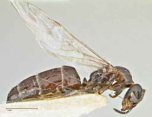 Anonychomyrma itinerans - FOCOL2830