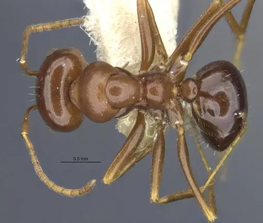 Anonychomyrma itinerans - MCZ-ENT00303602-2