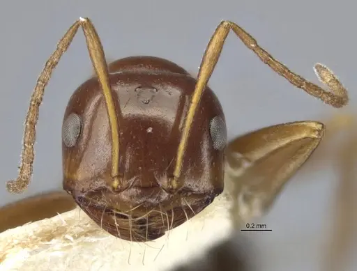 Anonychomyrma itinerans - MCZ-ENT00303602-2