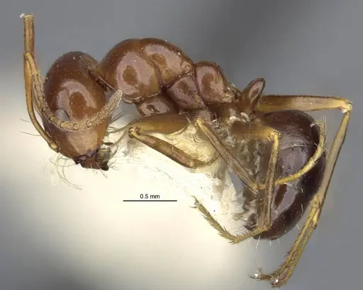 Anonychomyrma itinerans - MCZ-ENT00303602-2