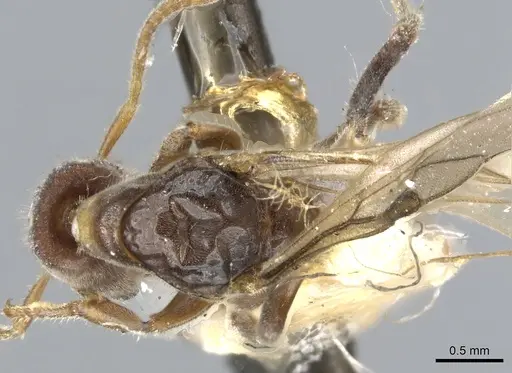 Anonychomyrma longicapitata specimen