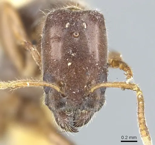Anonychomyrma longicapitata specimen