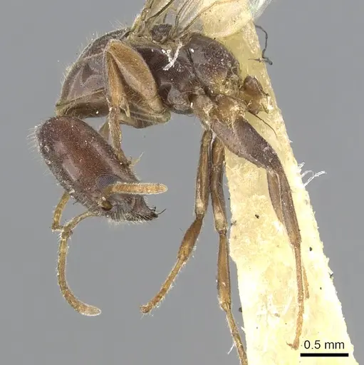 Anonychomyrma longicapitata specimen