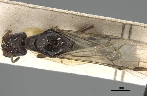 Anonychomyrma longiceps specimen