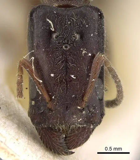 Anonychomyrma longiceps specimen