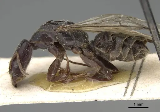 Anonychomyrma longiceps specimen