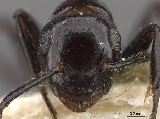 Anonychomyrma malandana specimen