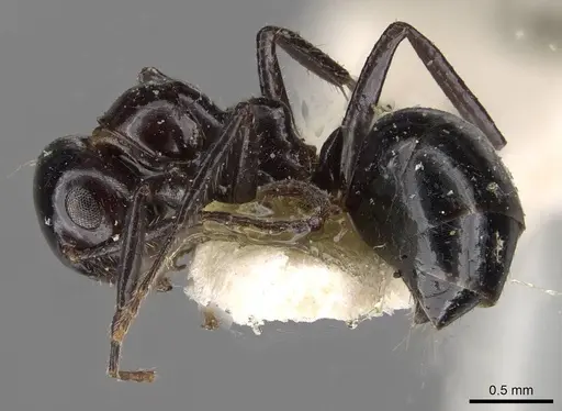 Anonychomyrma malandana specimen