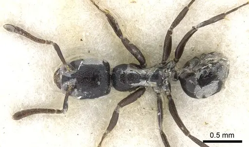 Anonychomyrma minuta specimen