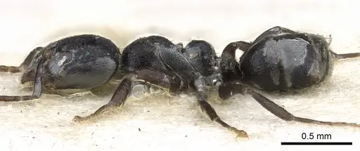 Anonychomyrma minuta specimen