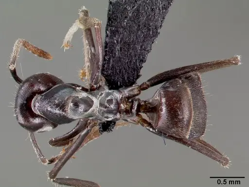 Anonychomyrma murina specimen