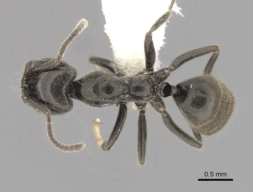 Anonychomyrma nitidiceps specimen