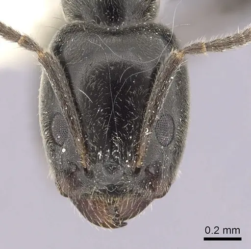 Anonychomyrma nitidiceps specimen