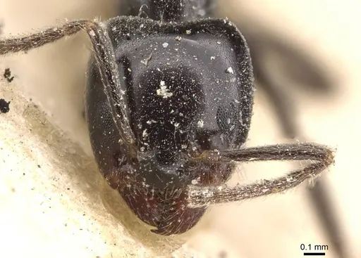 Anonychomyrma nitidiceps - CASENT0909543