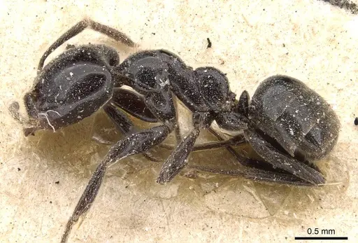 Anonychomyrma nitidiceps - CASENT0909543