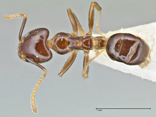 Anonychomyrma polita specimen